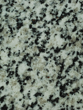 Bianco-Dalmata-scaled