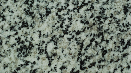 Bianco-Dalmata-scaled