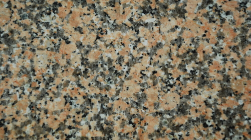 Rosa-Porino-scaled